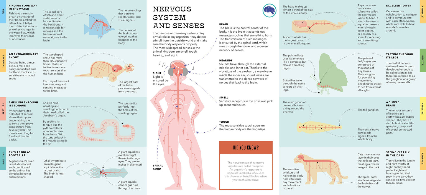 Bushel & Peck Books - Foldout Anatomy (Interactive Children's Book)