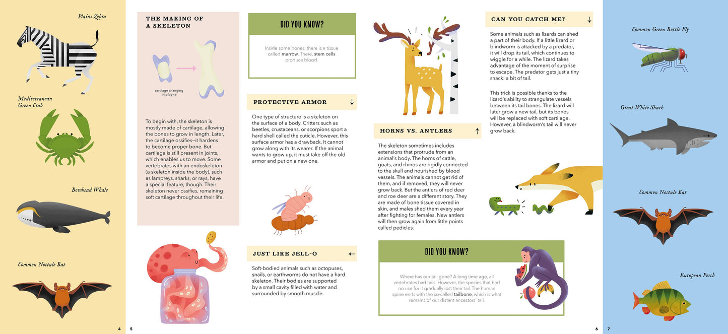 Bushel & Peck Books - Foldout Anatomy (Interactive Children's Book)