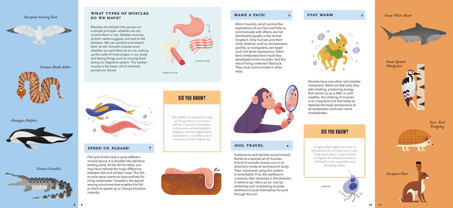 Bushel & Peck Books - Foldout Anatomy (Interactive Children's Book)