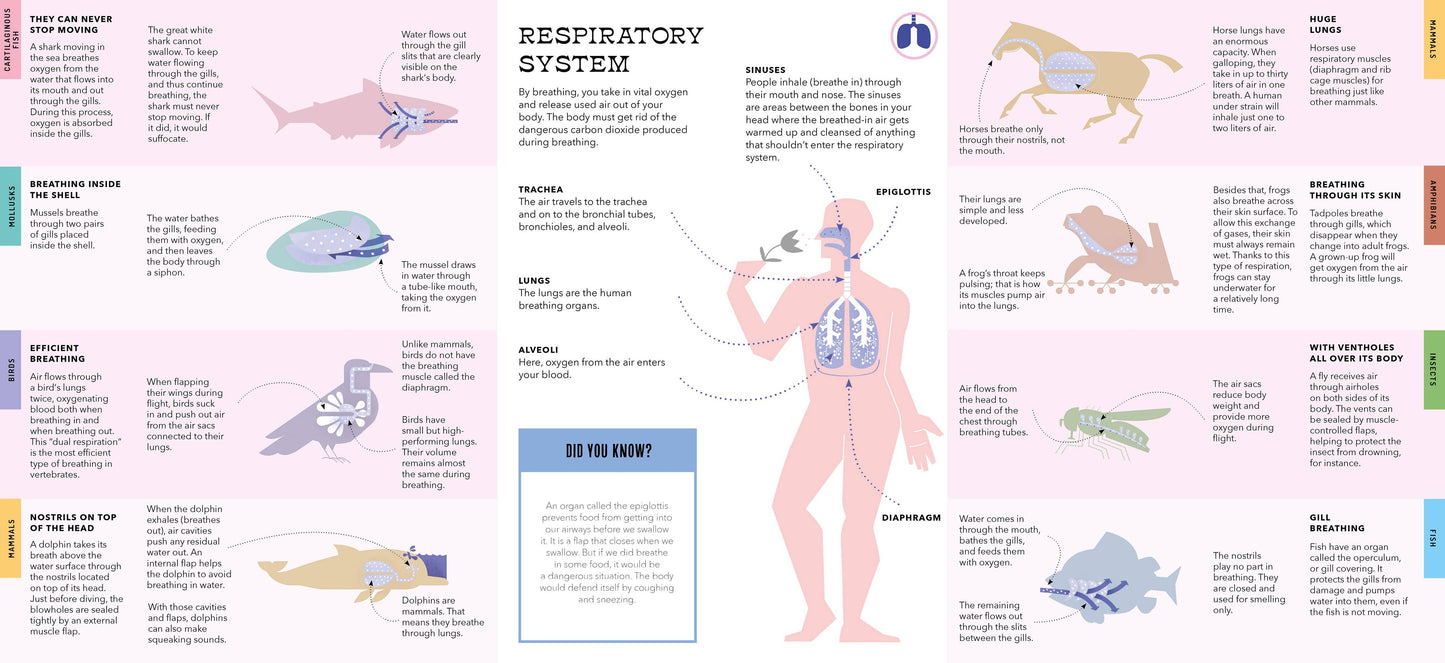 Bushel & Peck Books - Foldout Anatomy (Interactive Children's Book)