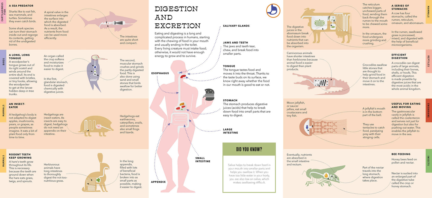 Bushel & Peck Books - Foldout Anatomy (Interactive Children's Book)