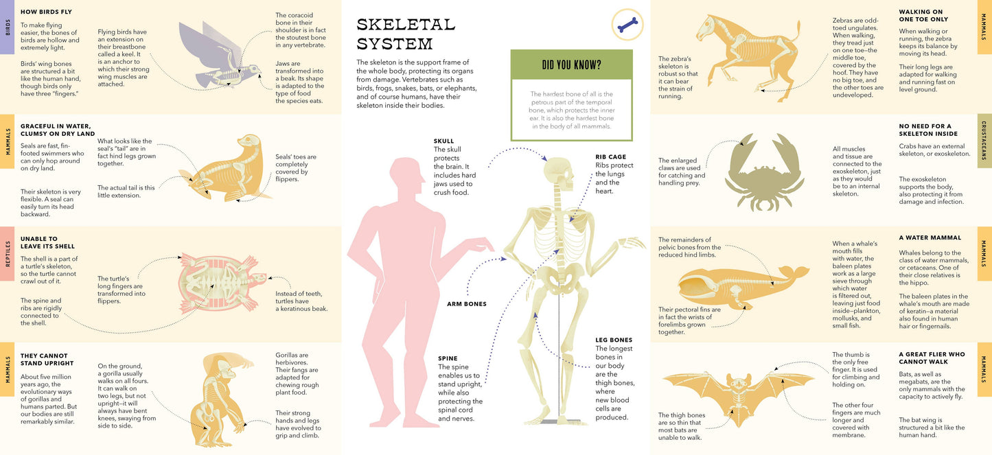 Bushel & Peck Books - Foldout Anatomy (Interactive Children's Book)