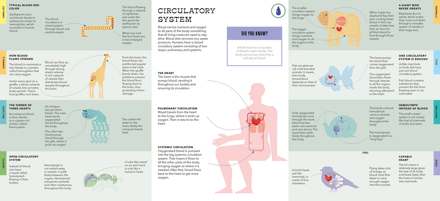 Bushel & Peck Books - Foldout Anatomy (Interactive Children's Book)