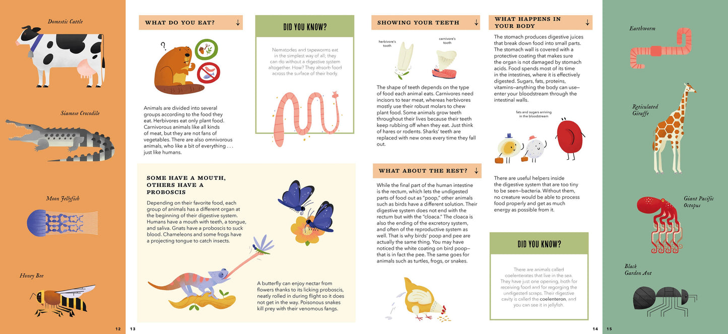 Bushel & Peck Books - Foldout Anatomy (Interactive Children's Book)