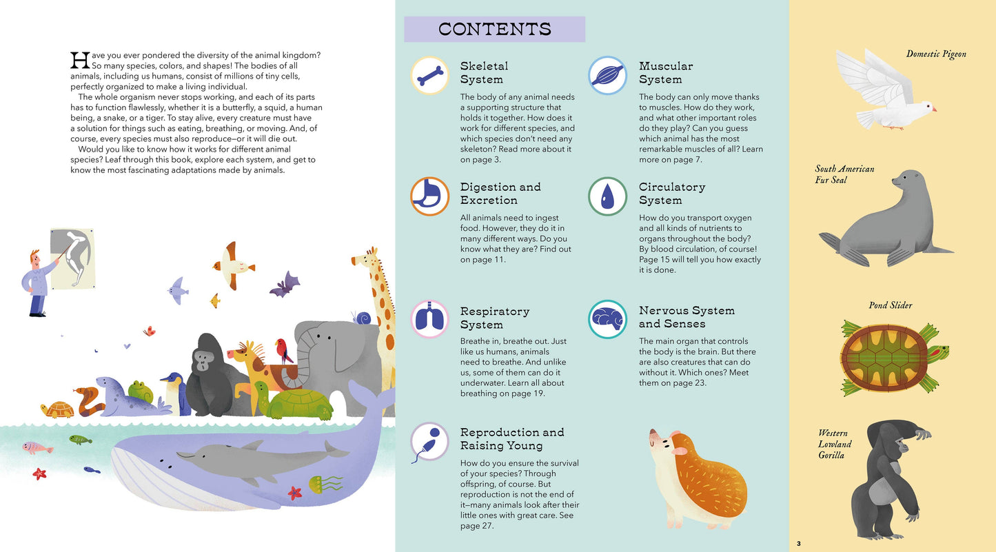 Bushel & Peck Books - Foldout Anatomy (Interactive Children's Book)