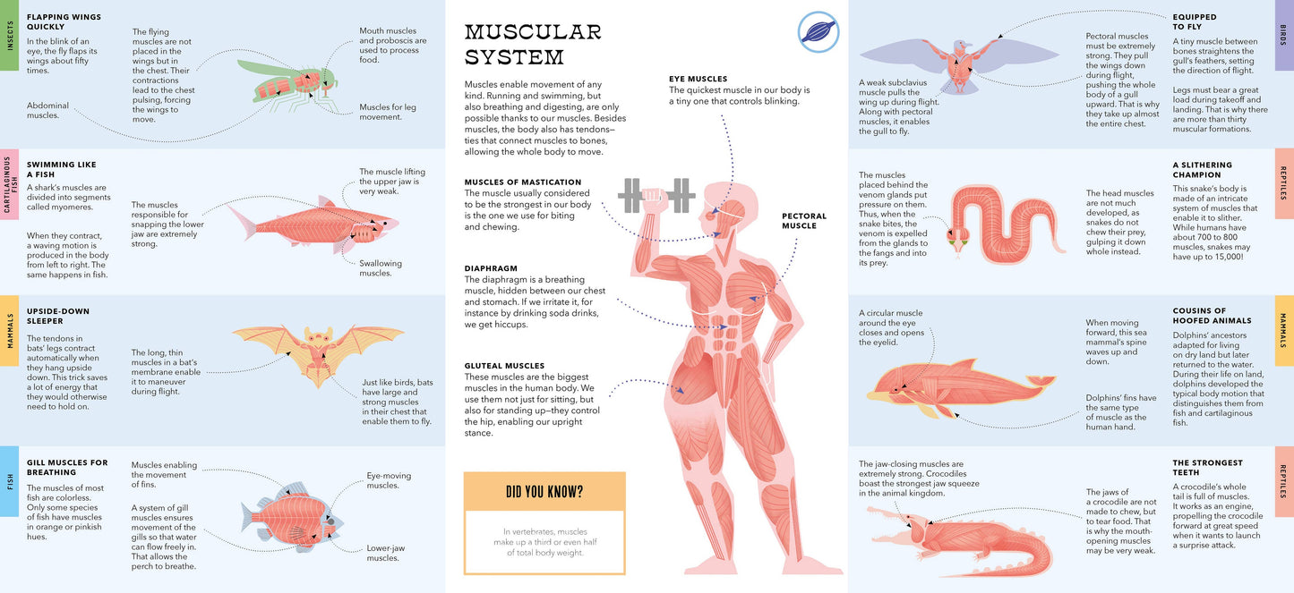 Bushel & Peck Books - Foldout Anatomy (Interactive Children's Book)
