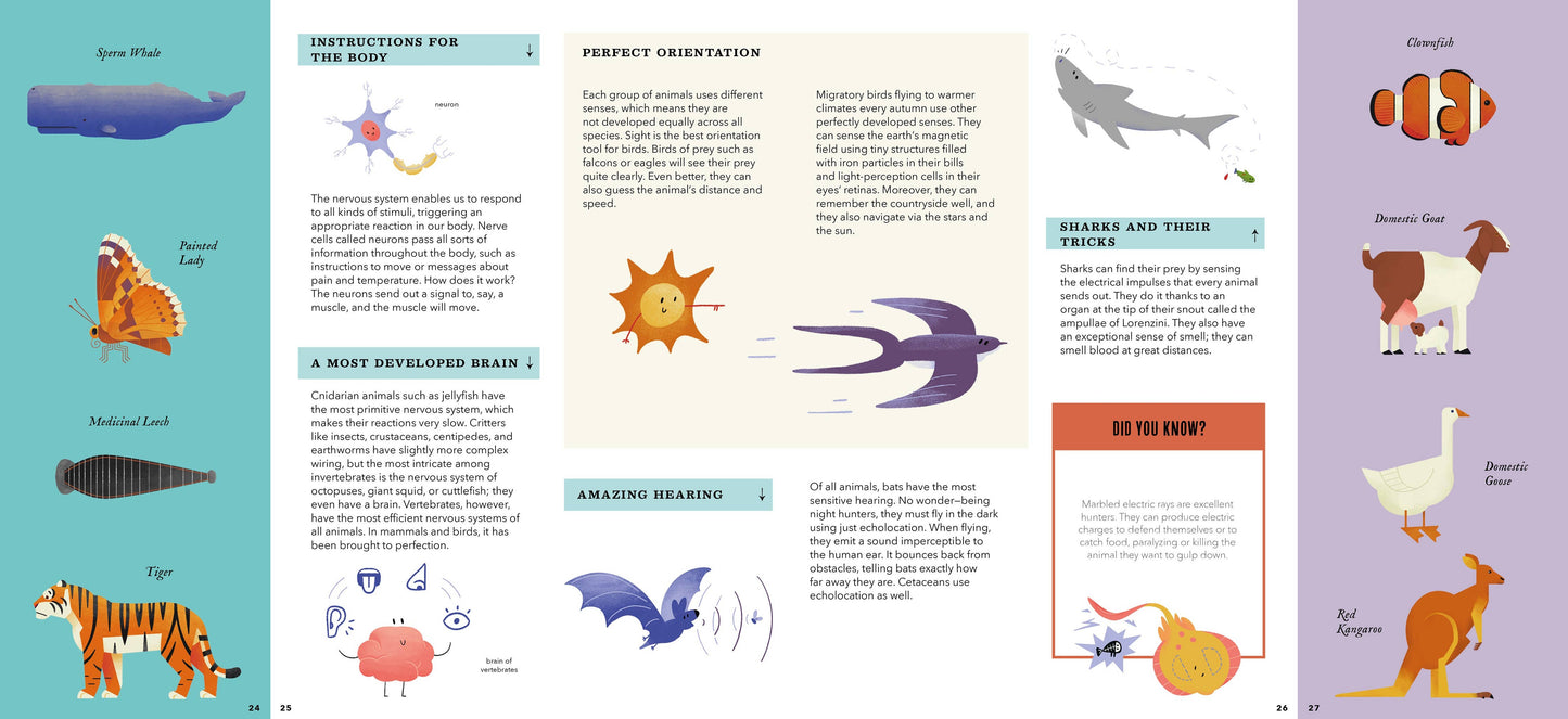 Bushel & Peck Books - Foldout Anatomy (Interactive Children's Book)